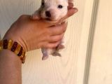 Miniboy Maltese