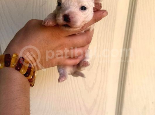 Miniboy Maltese görsel