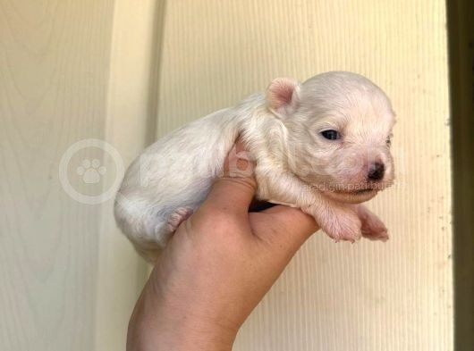 Miniboy Maltese görsel