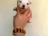 Miniboy Maltese