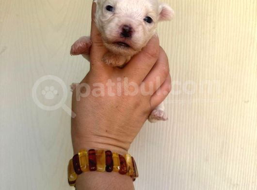 Miniboy Maltese görsel
