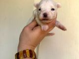 Miniboy Maltese