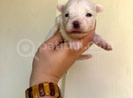Miniboy Maltese görsel