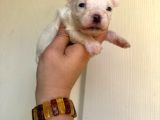 Miniboy maltese