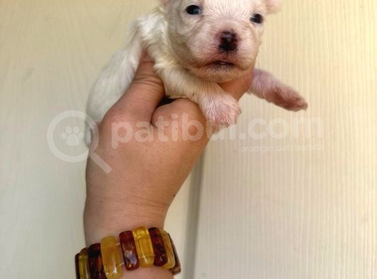Miniboy Maltese