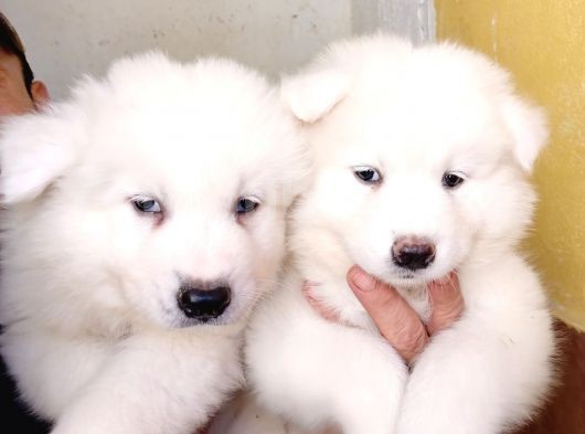 Ayi̇ Yavrusu Samoyed A Kali̇te Irk görsel