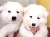 Ayi̇ Yavrusu Samoyed A Kali̇te Irk