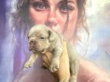 French Bulldog Blue Anatomi̇ Hari̇kasi̇ Yavrular