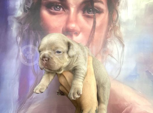 French Bulldog Blue Anatomi̇ Hari̇kasi̇ Yavrular görsel