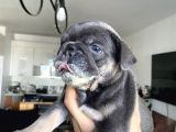 FRENCH BULLDOG BLUE ANATOMİ HARİKASİ YAVRULAR