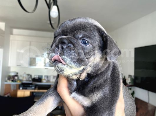 French Bulldog Blue Anatomi̇ Hari̇kasi̇ Yavrular