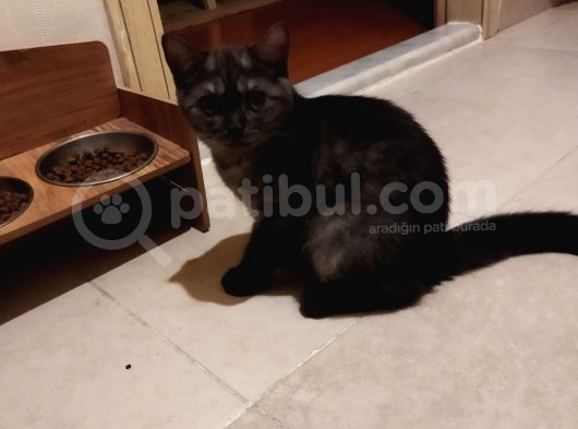 İki Kardeş Yeni Sahiplerini Bekliyor görsel