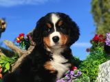 Bernese Mountai̇n Yavrulari