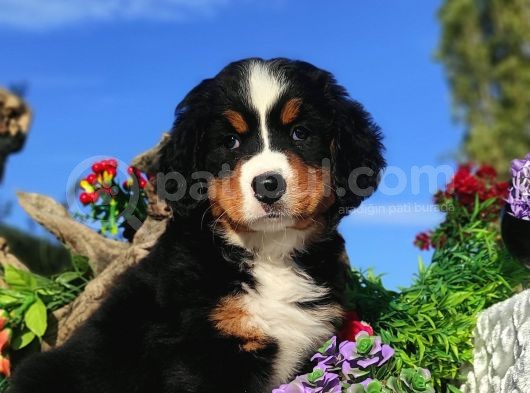 Bernese Mountai̇n Yavrulari görsel