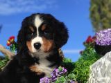 Bernese Mountai̇n Yavrulari