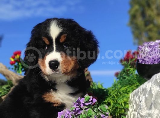 Bernese Mountai̇n Yavrulari görsel