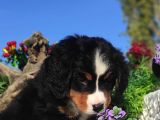 Bernese Mountai̇n Yavrulari