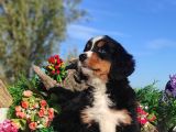 Bernese Mountai̇n Yavrulari