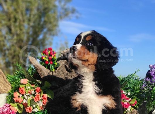 Bernese Mountai̇n Yavrulari görsel