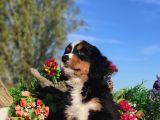 Bernese Mountai̇n Yavrulari