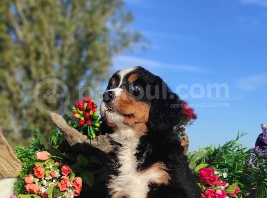 Bernese Mountai̇n Yavrulari görsel