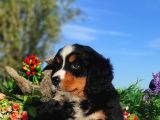 Bernese Mountai̇n Yavrulari
