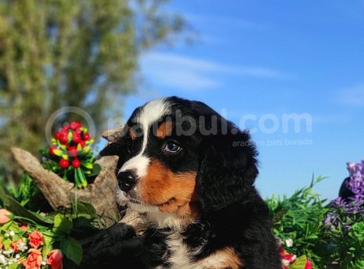 Bernese Mountai̇n Yavrulari görsel