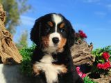 Bernese Mountai̇n Yavrulari