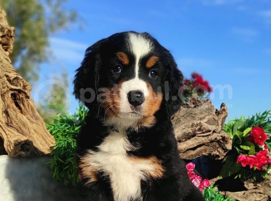 Bernese Mountai̇n Yavrulari görsel