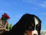 BERNESE MOUNTAİN YAVRULARI
