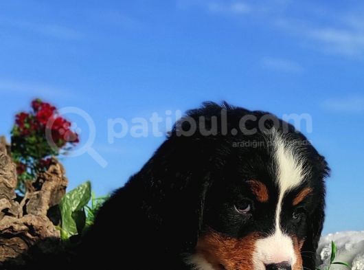Bernese Mountai̇n Yavrulari
