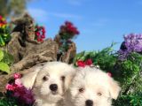 Kar Topu Maltese Teri̇er Yavrulari