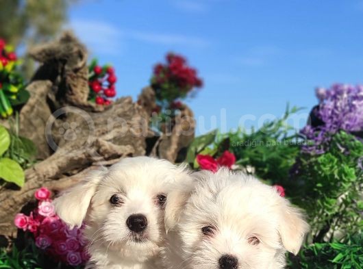 Kar Topu Maltese Teri̇er Yavrulari görsel