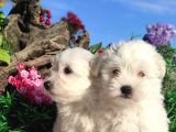 Kar Topu Maltese Teri̇er Yavrulari