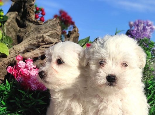 Kar Topu Maltese Teri̇er Yavrulari görsel