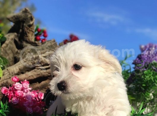 Kar Topu Maltese Teri̇er Yavrulari görsel