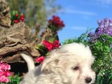 Kar Topu Maltese Teri̇er Yavrulari