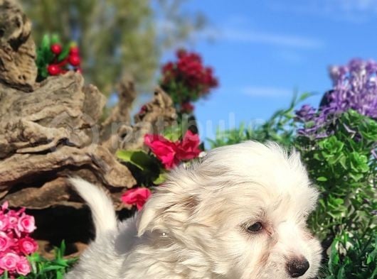 Kar Topu Maltese Teri̇er Yavrulari görsel