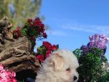Kar Topu Maltese Teri̇er Yavrulari