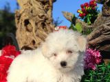 KAR TOPU MALTESE TERİER YAVRULARI