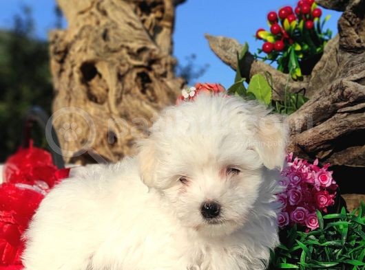 Kar Topu Maltese Teri̇er Yavrulari