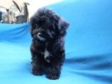 0 Numara Siyah Inci Maltipoo Kızımız