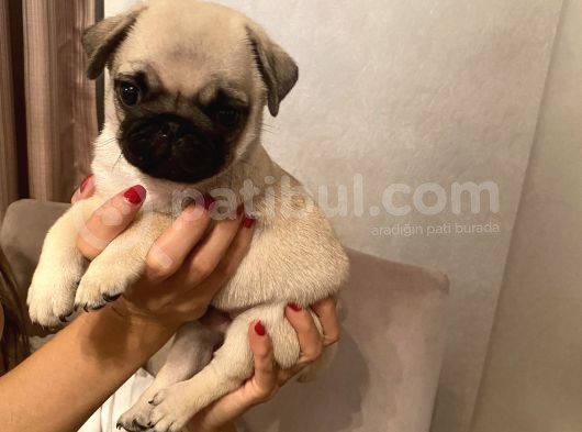 2 Aylık Aile Köpeği Pug Mops Yavrumuz