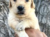 Her Ile Gönderim Sağladığımız Irk Garantili Golden Retriever Yavrular