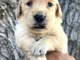 Her Ile Gönderim Sağladığımız Irk Garantili Golden Retriever Yavrular