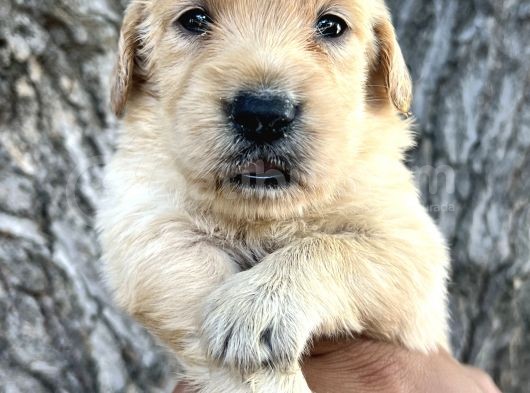 Her Ile Gönderim Sağladığımız Irk Garantili Golden Retriever Yavrular görsel