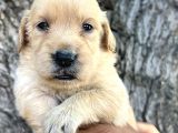 Her ile Gönderim Sağladığımız Irk Garantili Golden Retriever Yavrular
