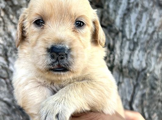 Her Ile Gönderim Sağladığımız Irk Garantili Golden Retriever Yavrular