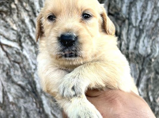 Her Ile Gönderim Sağladığımız Irk Garantili Golden Retriever Yavrular görsel