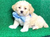 TOOY POODLE YAVRUMUZ 